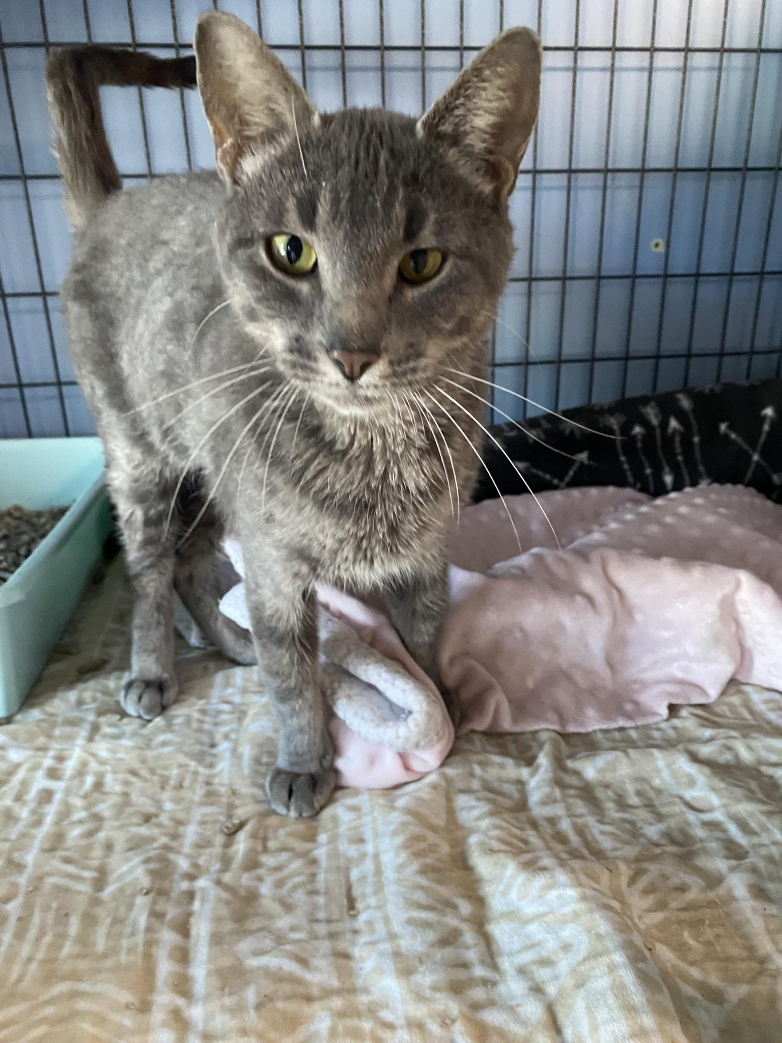 Valentine, adopted, Young Female Tabby.