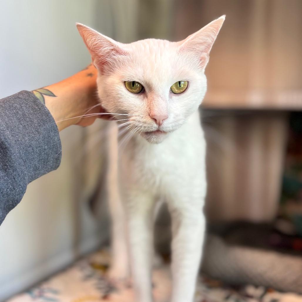 Duchess, Adoptable, Young Female Domestic Short Hair.