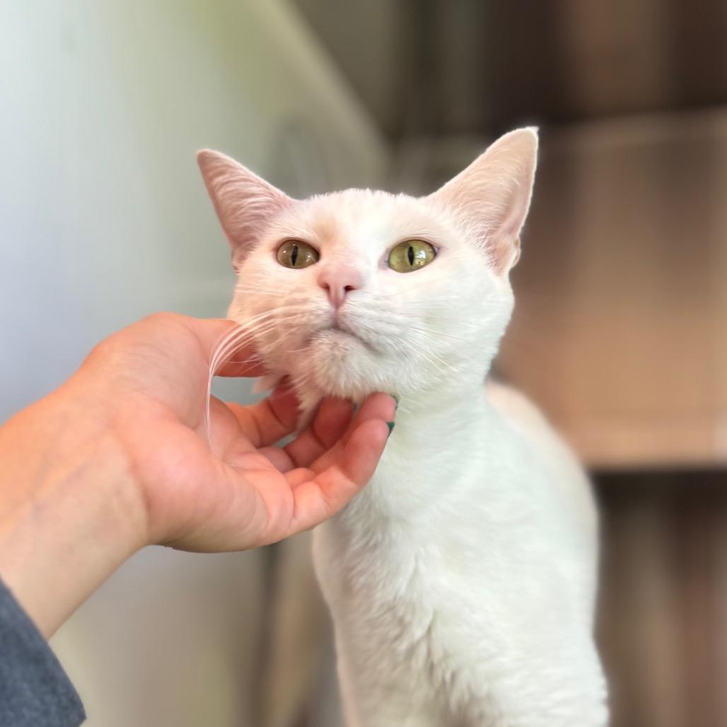 Enlarge Duchess, a Adoptable Domestic Short Hair in Nashville, IN image 2/6