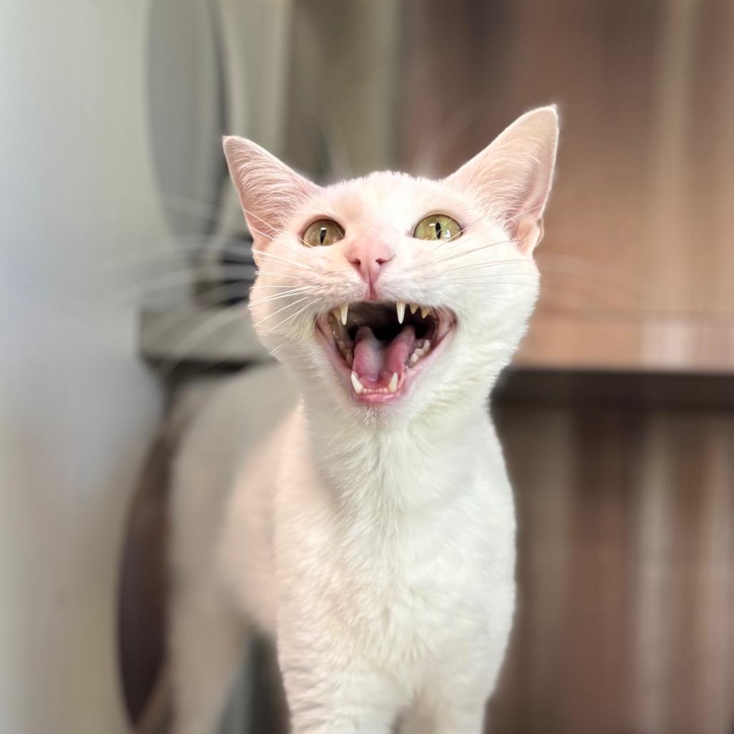 Enlarge Duchess, a Adoptable Domestic Short Hair in Nashville, IN image 3/6