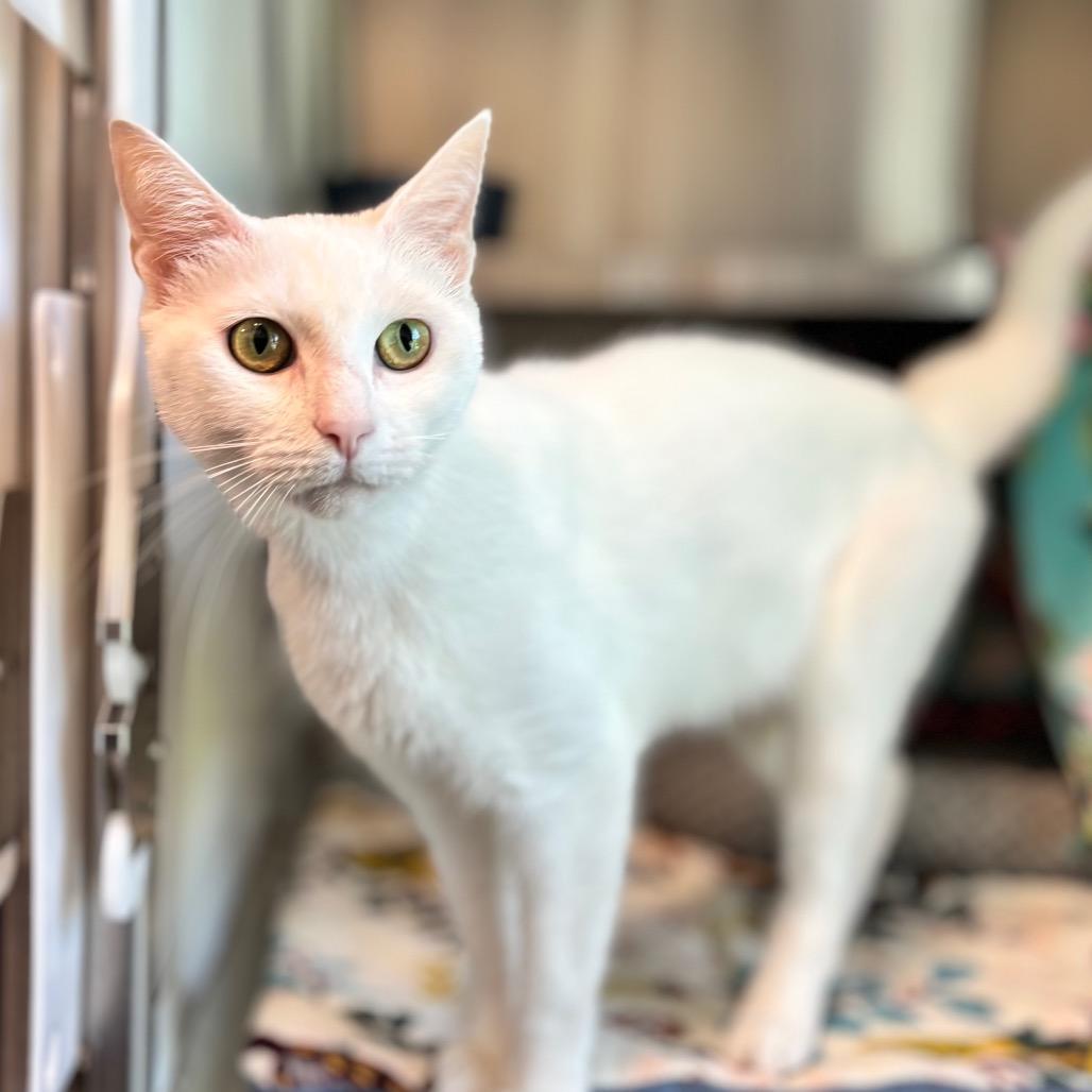 Enlarge Duchess, a Adoptable Domestic Short Hair in Nashville, IN image 4/6