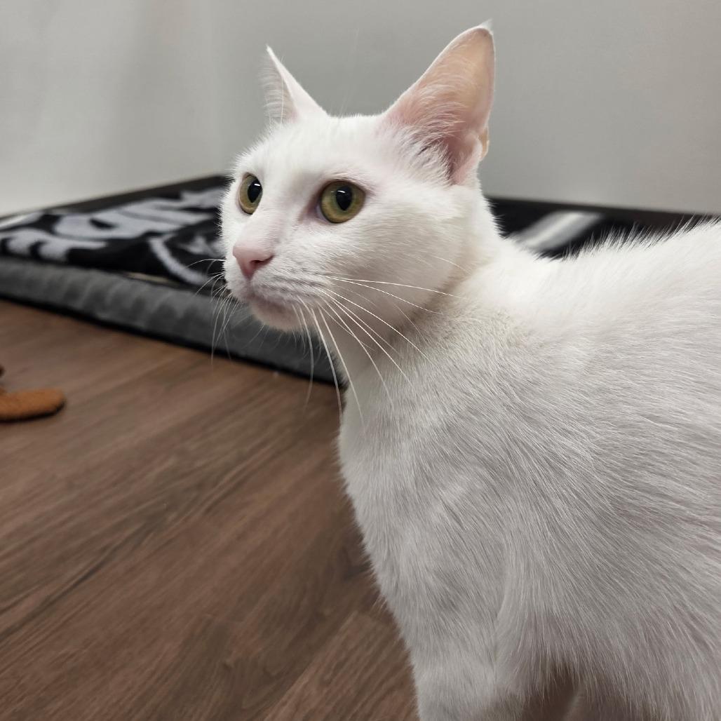 Enlarge Duchess, a Adoptable Domestic Short Hair in Nashville, IN image 5/6