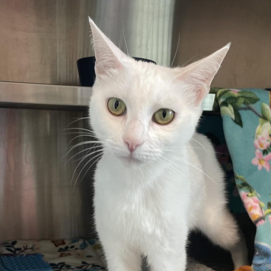 Enlarge Duchess, a Adoptable Domestic Short Hair in Nashville, IN image 6/6