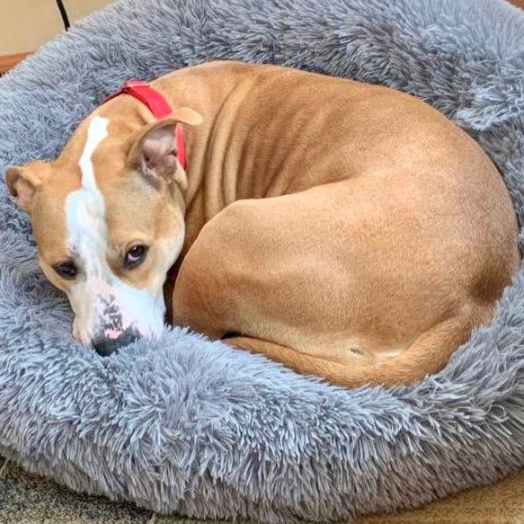 Zola, Adoptable, Adult Female Pit Bull Terrier.