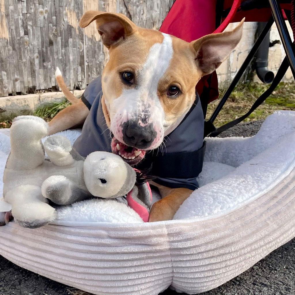 Zola, Adoptable, Adult Female Pit Bull Terrier.