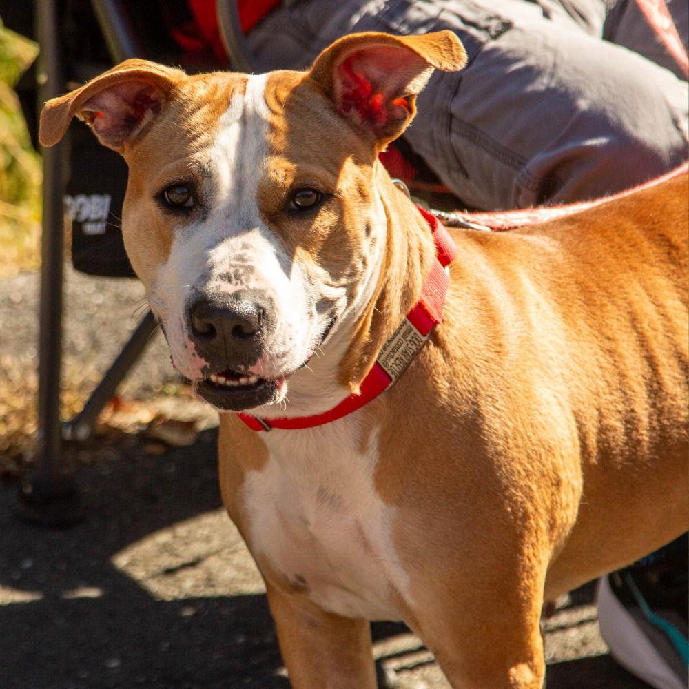 Zola, Adoptable, Adult Female Pit Bull Terrier.