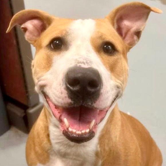 Enlarge Zola, a Adoptable Pit Bull Terrier in Bloomfield, CT image 2/3