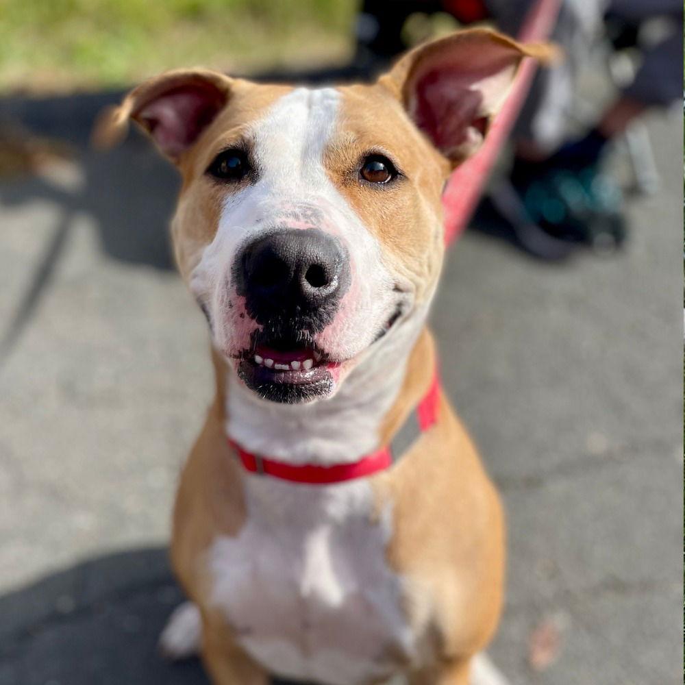 Enlarge Zola, a Adoptable Pit Bull Terrier in Bloomfield, CT image 3/3
