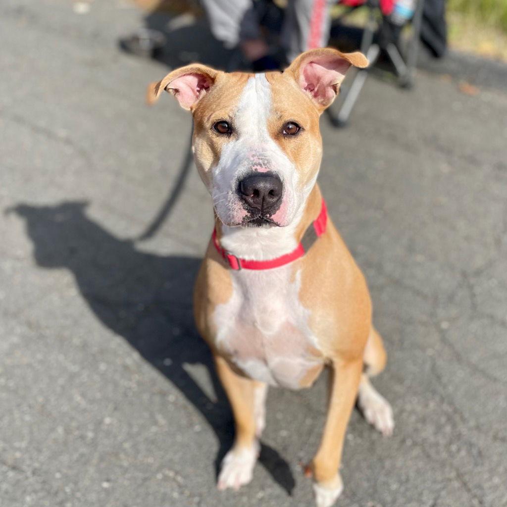 Enlarge Zola, a Adoptable Pit Bull Terrier in Bloomfield, CT image 3/3