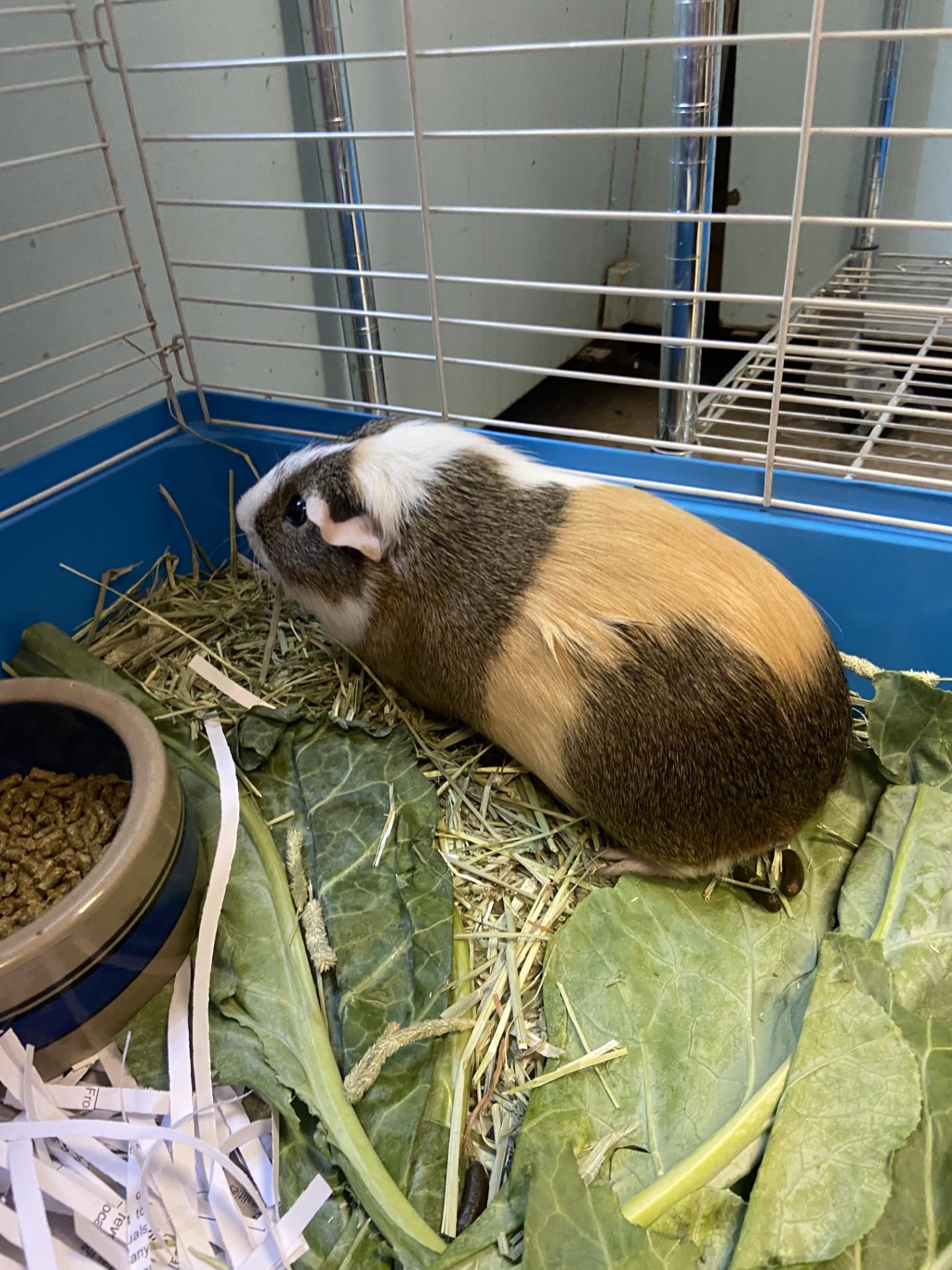 Coco, adopted, Young Male Guinea Pig.