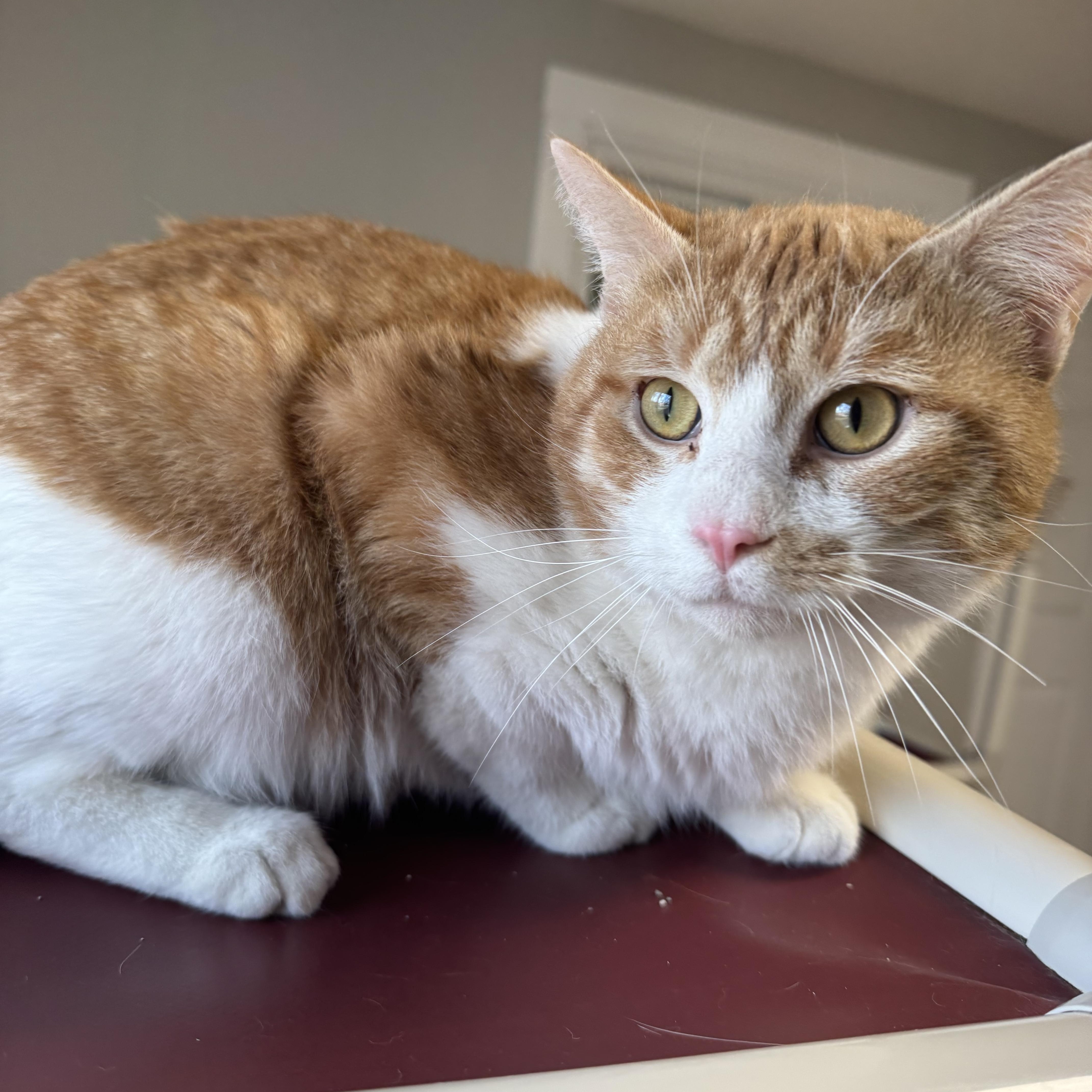 Banana Bread, ADOPTABLE, Adult Male Domestic Short Hair.