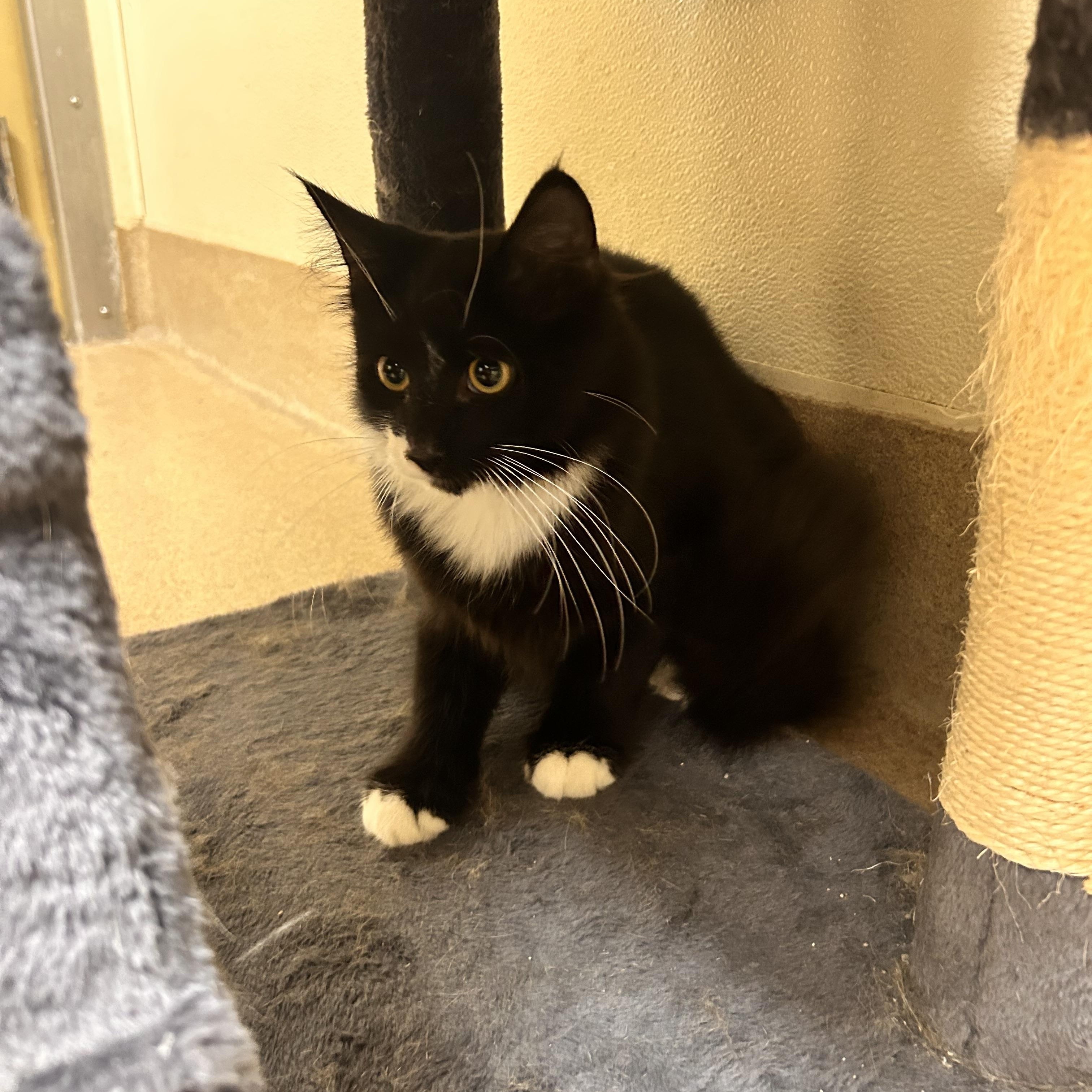 Enlarge Asher, a Adopted Domestic Short Hair in Myerstown, PA image 2/2