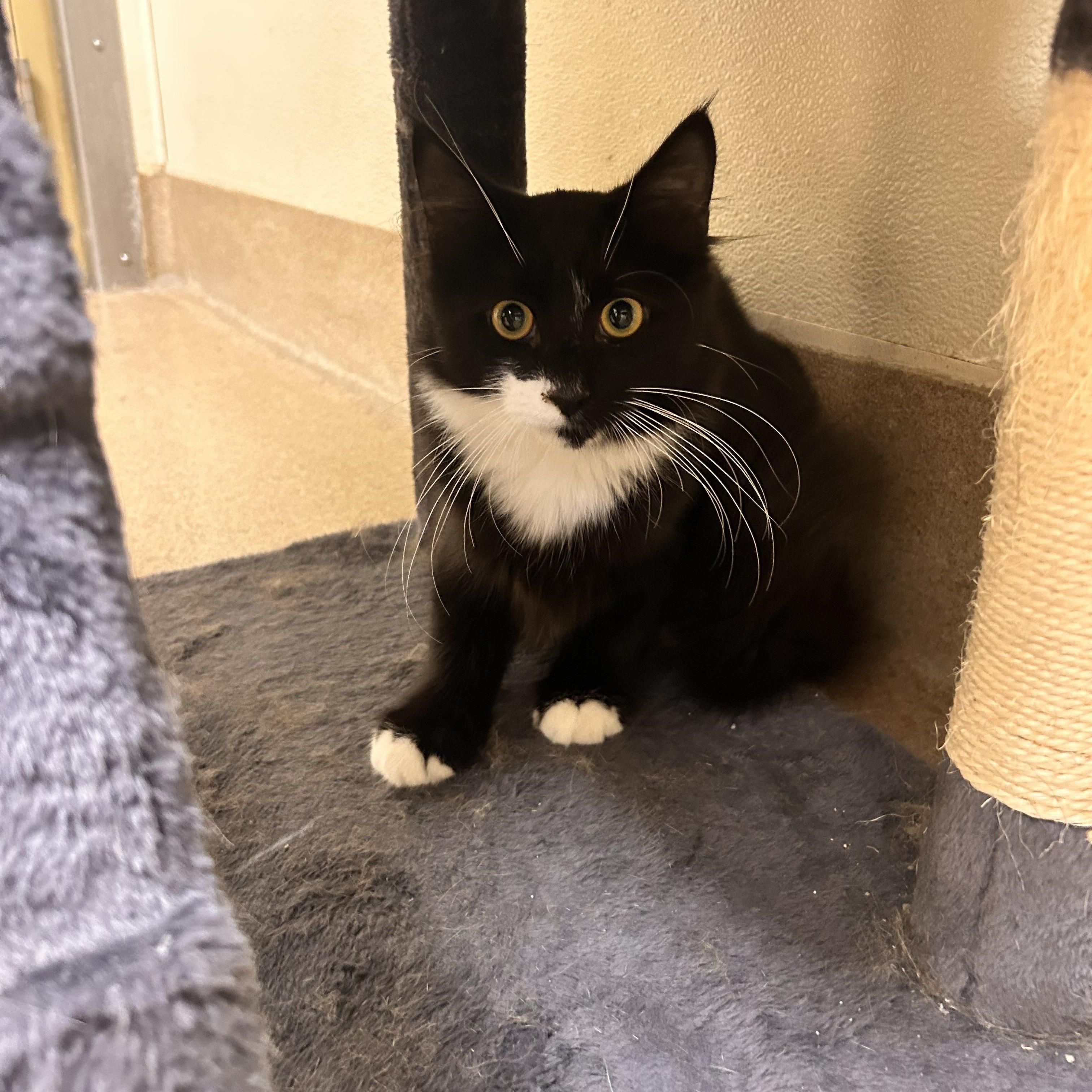 Asher, Adopted, Young Male Domestic Short Hair.