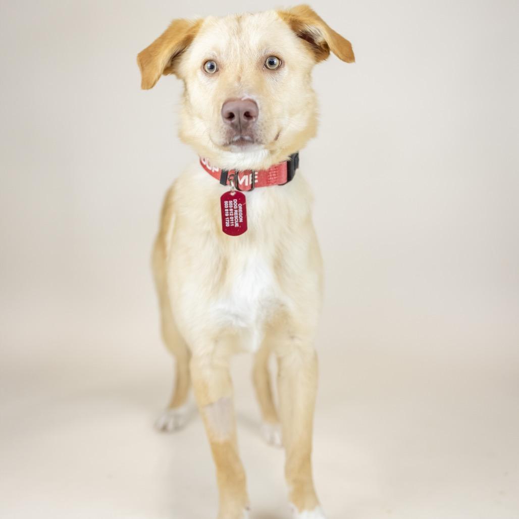 Red, adopted, Young Male Mixed Breed.