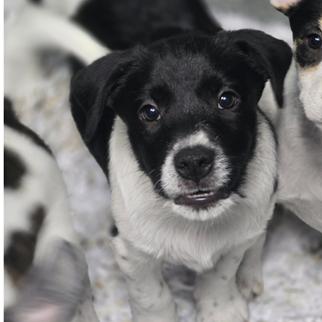 Meet Momma Brittanys Adorable Pups Dont let their less-than-professional headshots fool youthese