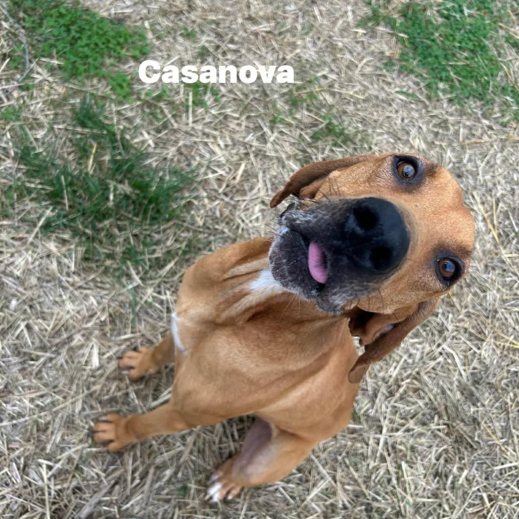 Casanova, Adoptable, Adult Male Redbone Coonhound & Coonhound.