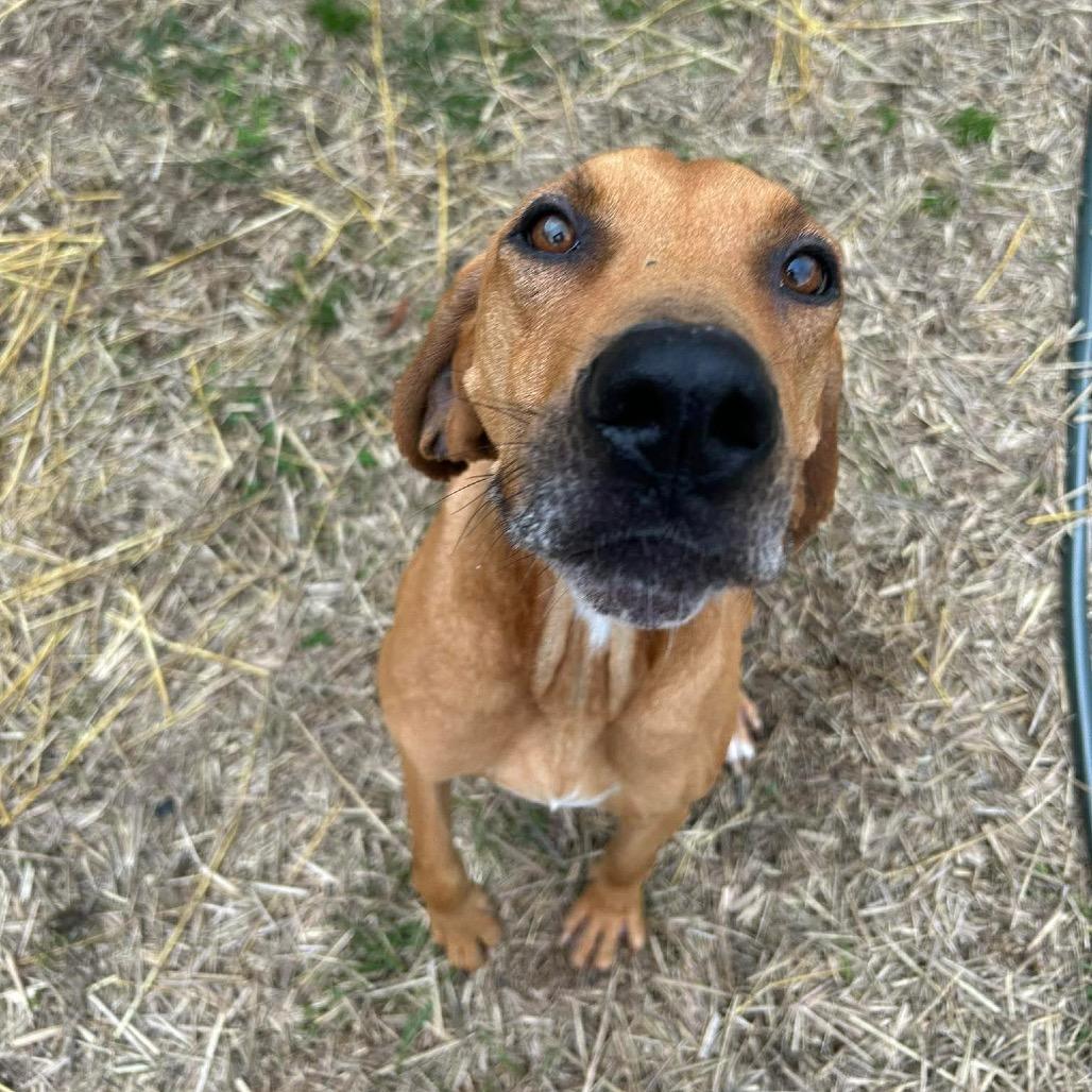 Enlarge Casanova, a Adoptable mixed breed in Caryville, TN image 2/3
