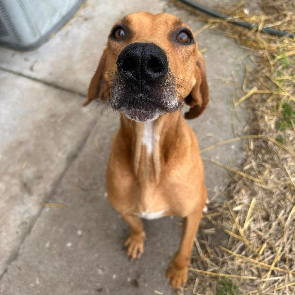 Enlarge Casanova, a Adoptable mixed breed in Caryville, TN image 3/3