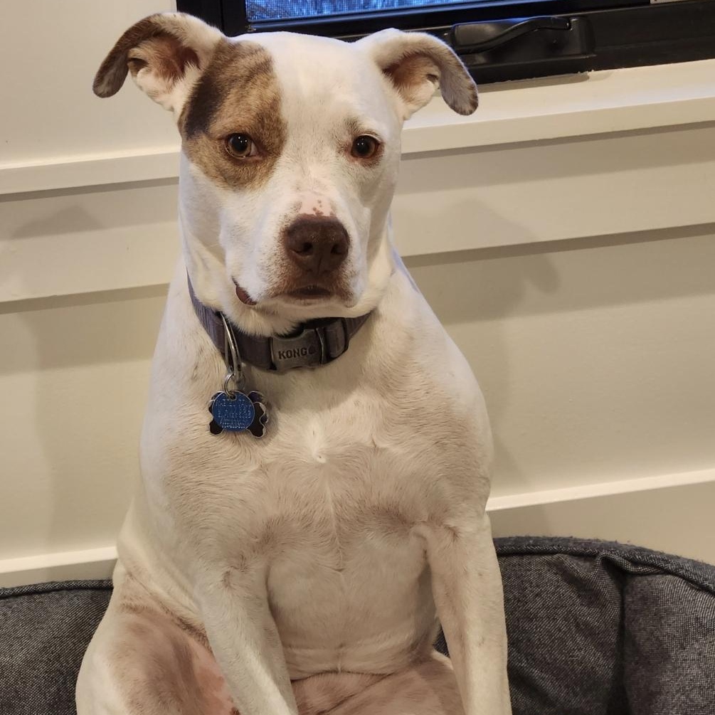 Kyra (courtesy post), a Adoptable mixed breed in Powell, OH image 1/3