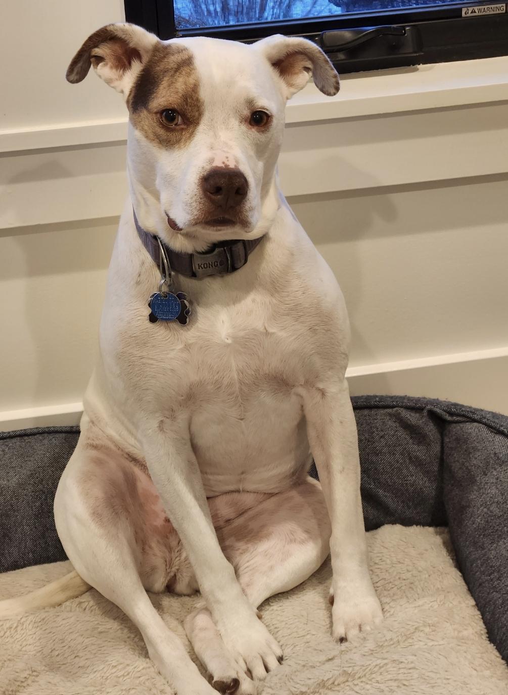 Enlarge Kyra (courtesy post), a Adoptable mixed breed in Powell, OH image 3/3