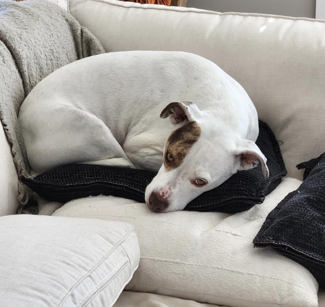 Enlarge Kyra (courtesy post), a Adoptable mixed breed in Powell, OH image 2/3