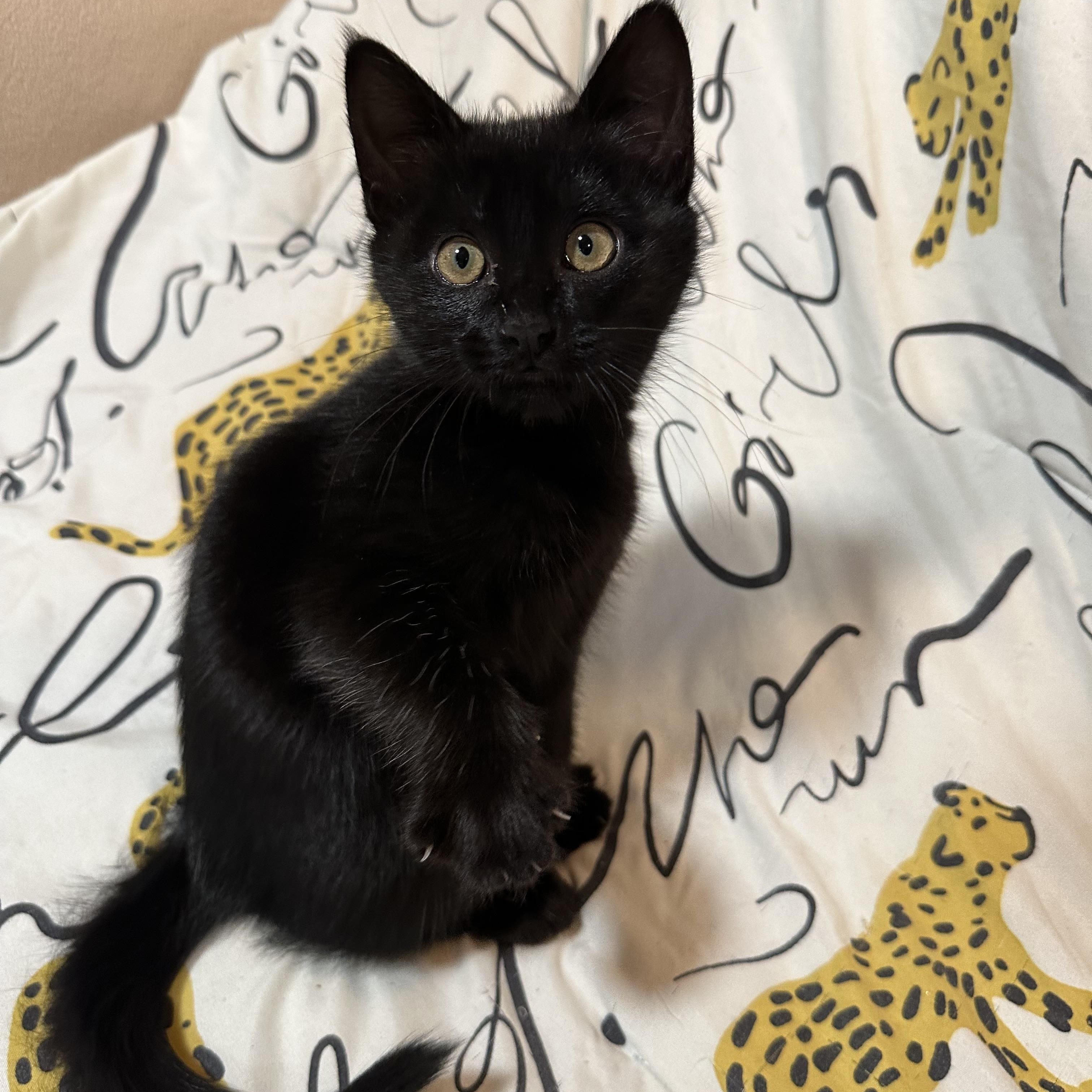 Enlarge Wendy, an adopted Domestic Short Hair in Auburn, CA image 2/3