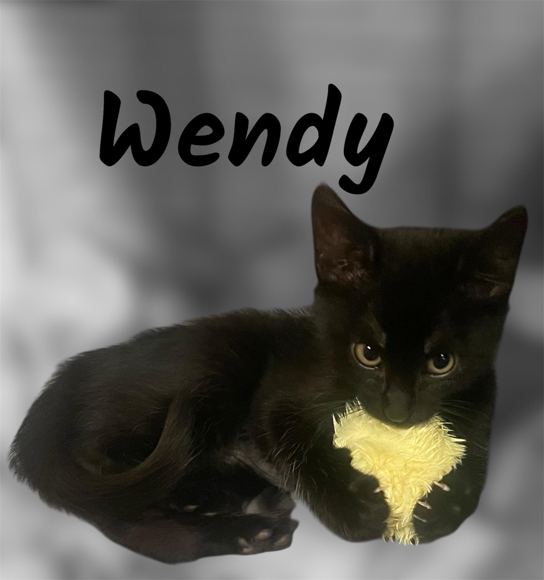 Wendy, adopted, Kitten Female Domestic Short Hair.
