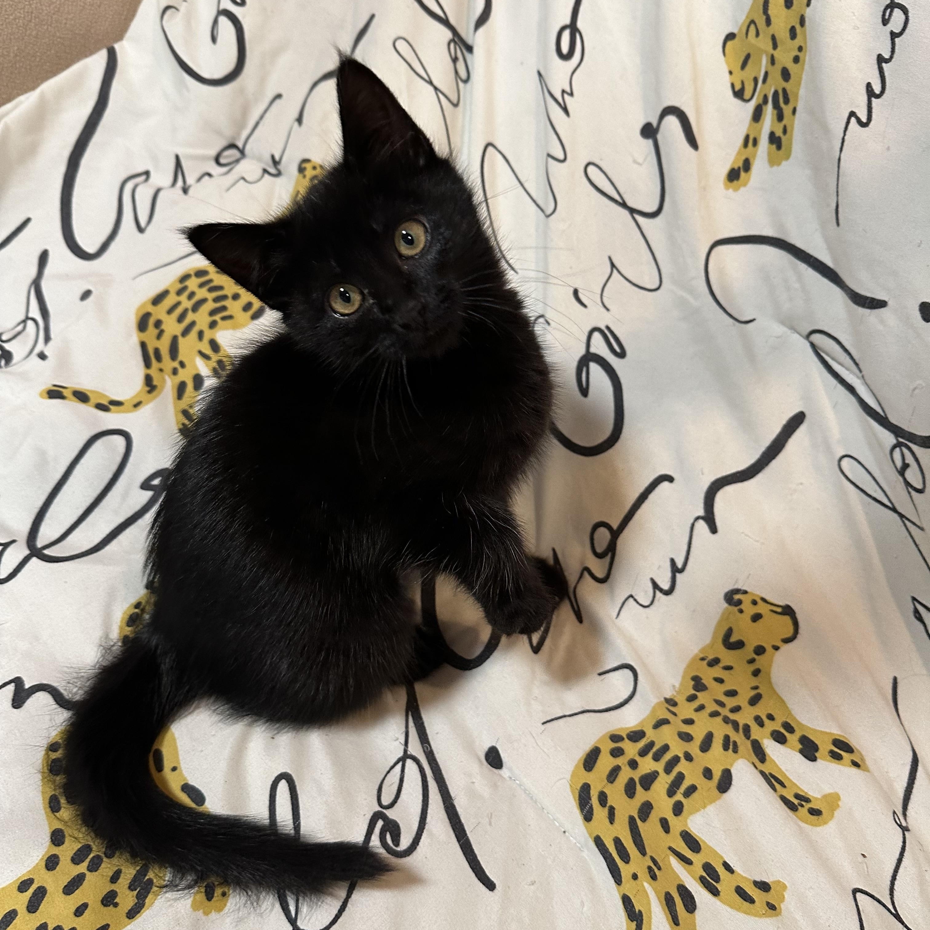 Enlarge Wendy, an adopted Domestic Short Hair in Auburn, CA image 3/3