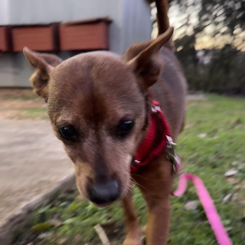 Smokey the Bear — thumbnail 3