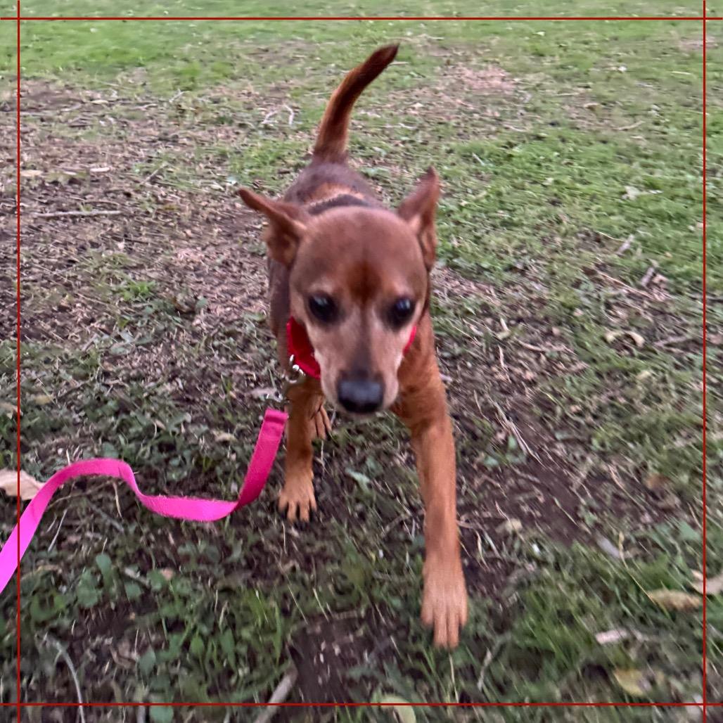 Smokey the Bear — thumbnail 5