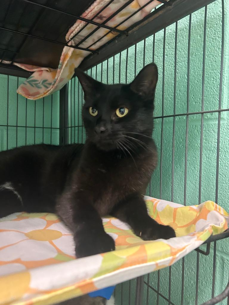 Lyla, a Adoptable Domestic Short Hair in Frankfort, KY image 2/2