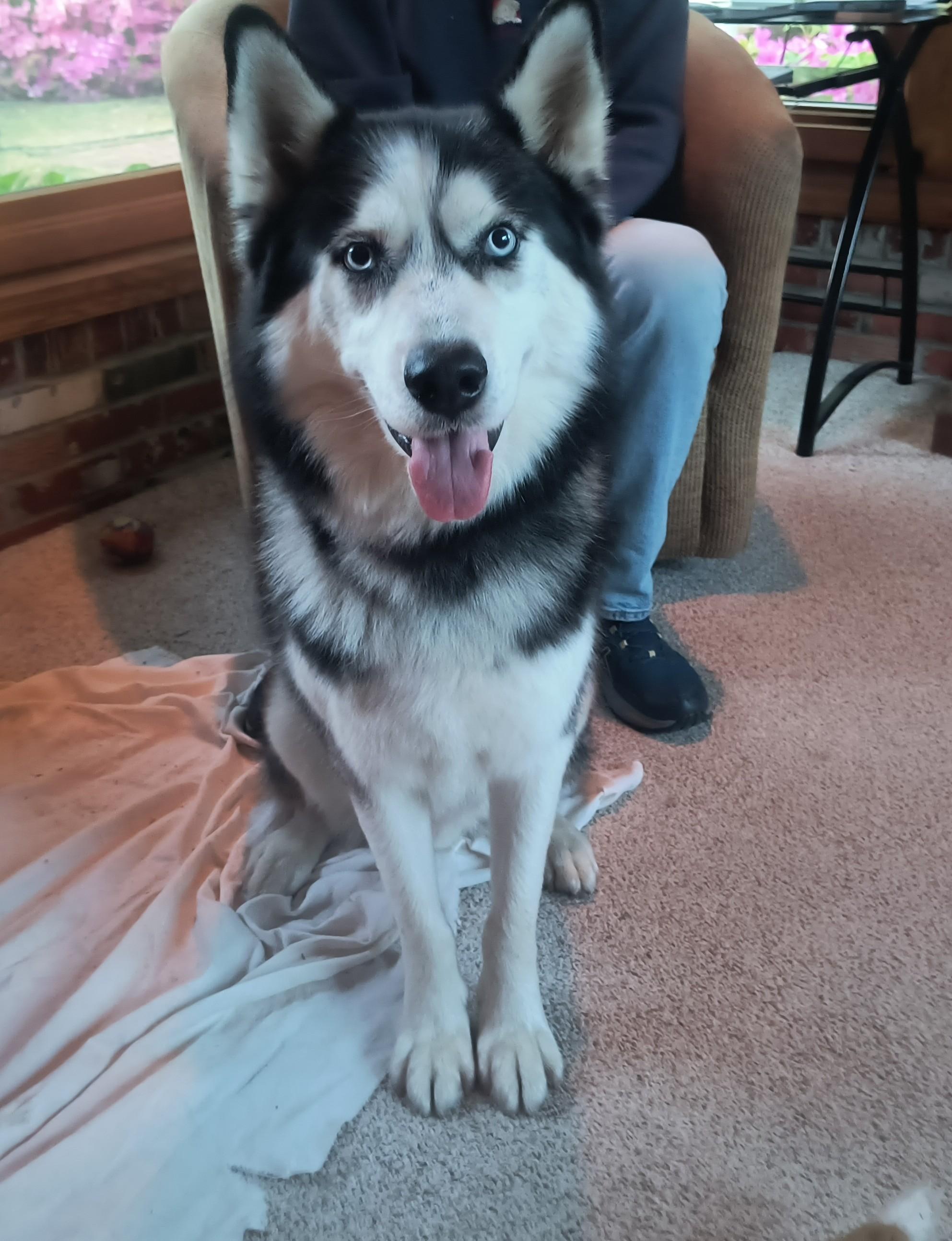 Lucius: Loyal Luci needs a home! Great companion!, Adoptable, Adult Male Husky.