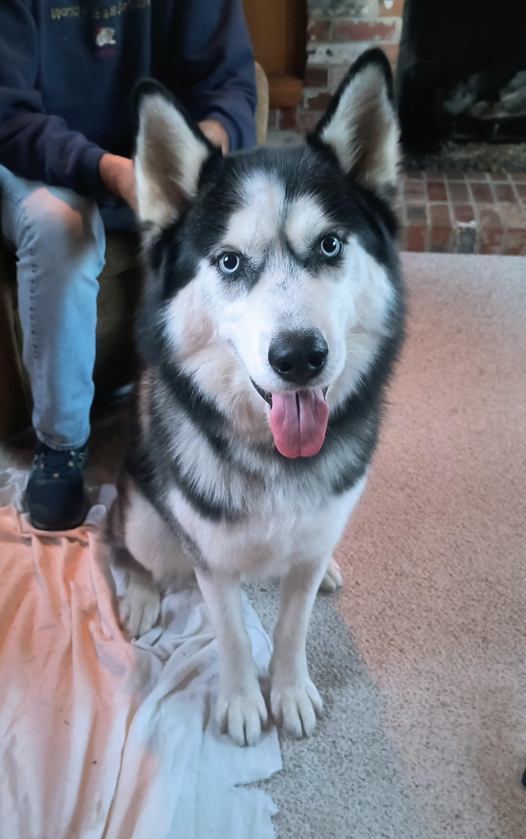 Lucius: Loyal Luci needs a home! Great companion!, a Adoptable Husky in Chesapeake, VA image 6/6