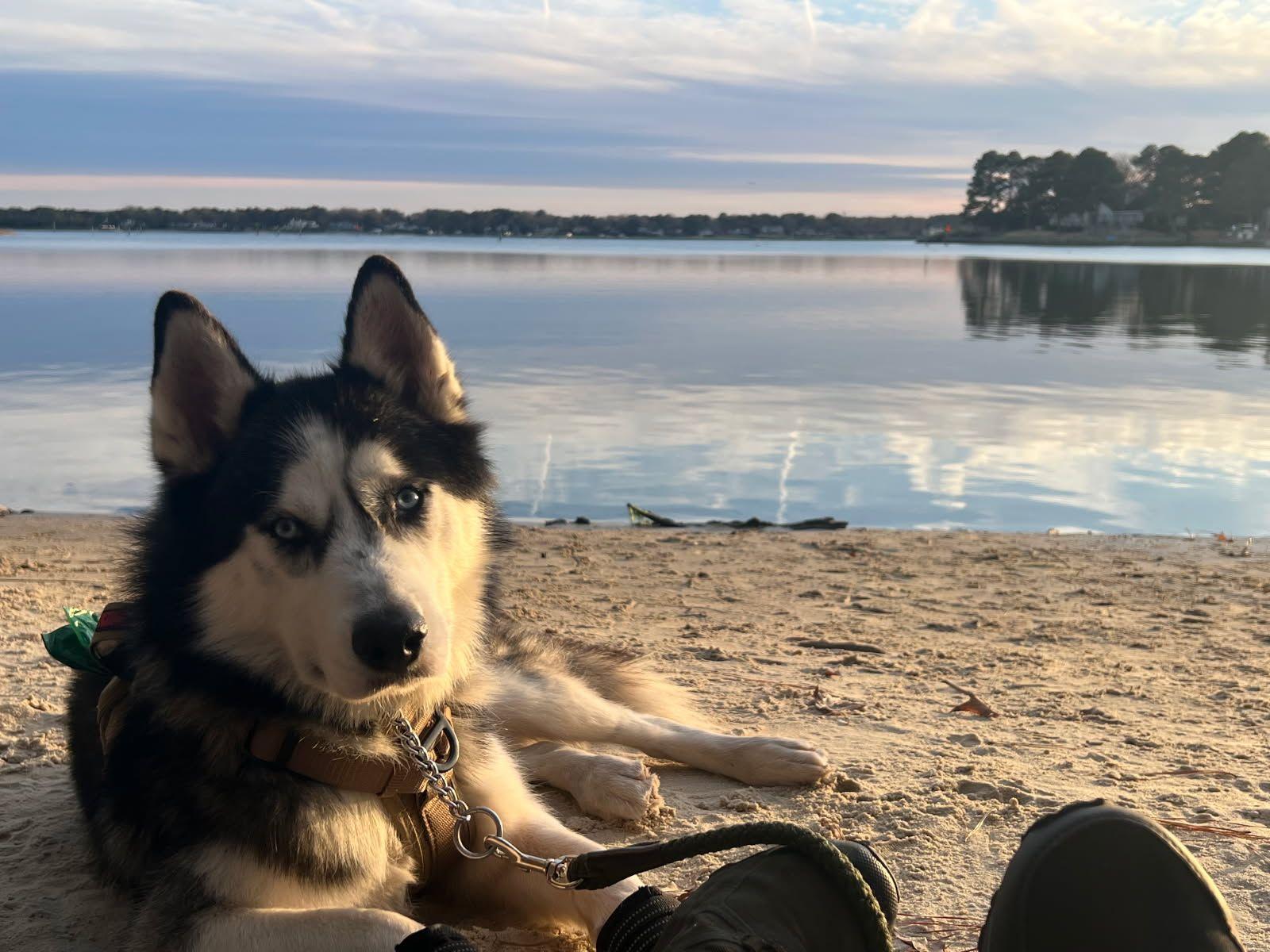 Lucius: Loyal Luci needs a home! Great companion!, a Adoptable Husky in Chesapeake, VA image 3/6