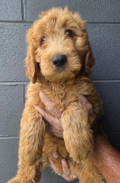 Turbo, Adoptable, Puppy Male Golden Retriever & Standard Poodle.