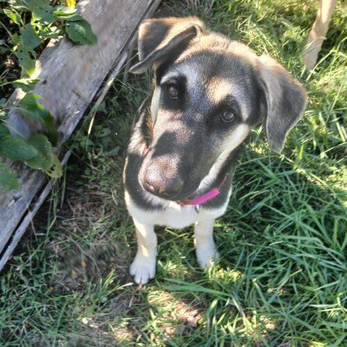 Enlarge Dorothy, a Adoptable German Shepherd Dog in Raleigh, NC image 1/5