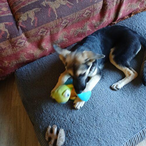 Enlarge Dorothy, a Adoptable German Shepherd Dog in Raleigh, NC image 2/5