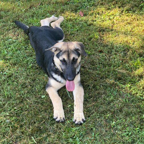 Enlarge Dorothy, a Adoptable German Shepherd Dog in Raleigh, NC image 3/5