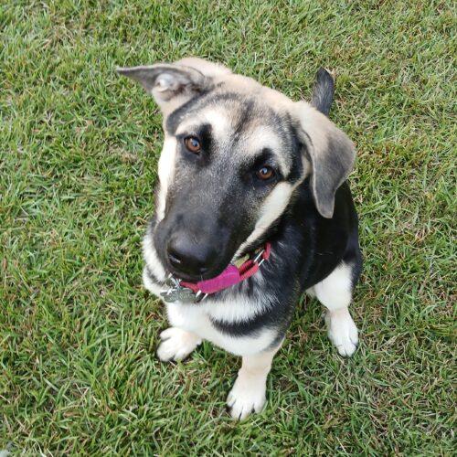 Enlarge Dorothy, a Adoptable German Shepherd Dog in Raleigh, NC image 4/5