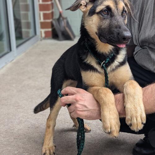 Enlarge Dorothy, a Adoptable German Shepherd Dog in Raleigh, NC image 5/5