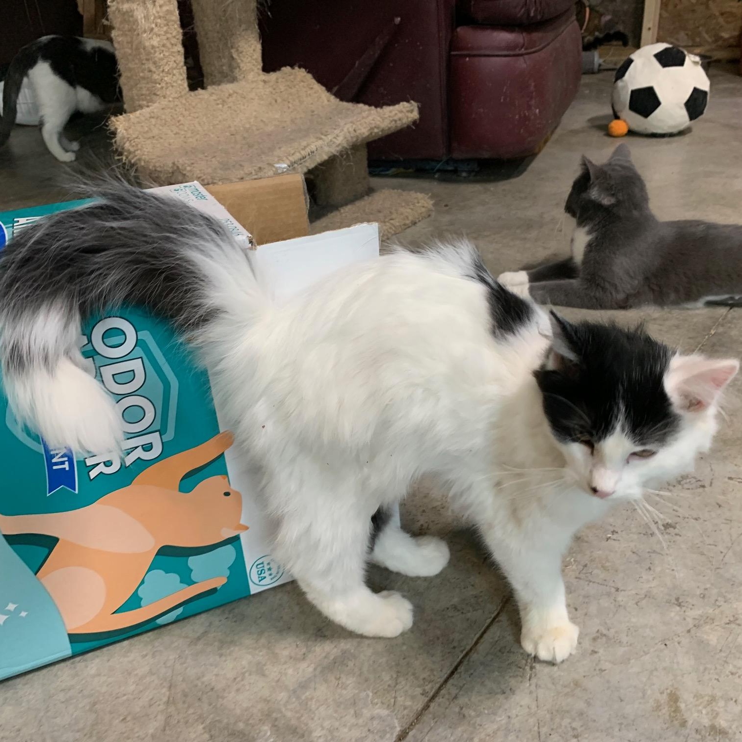 Enlarge Sashay, an adopted Domestic Medium Hair in Stockholm, WI image 4/6