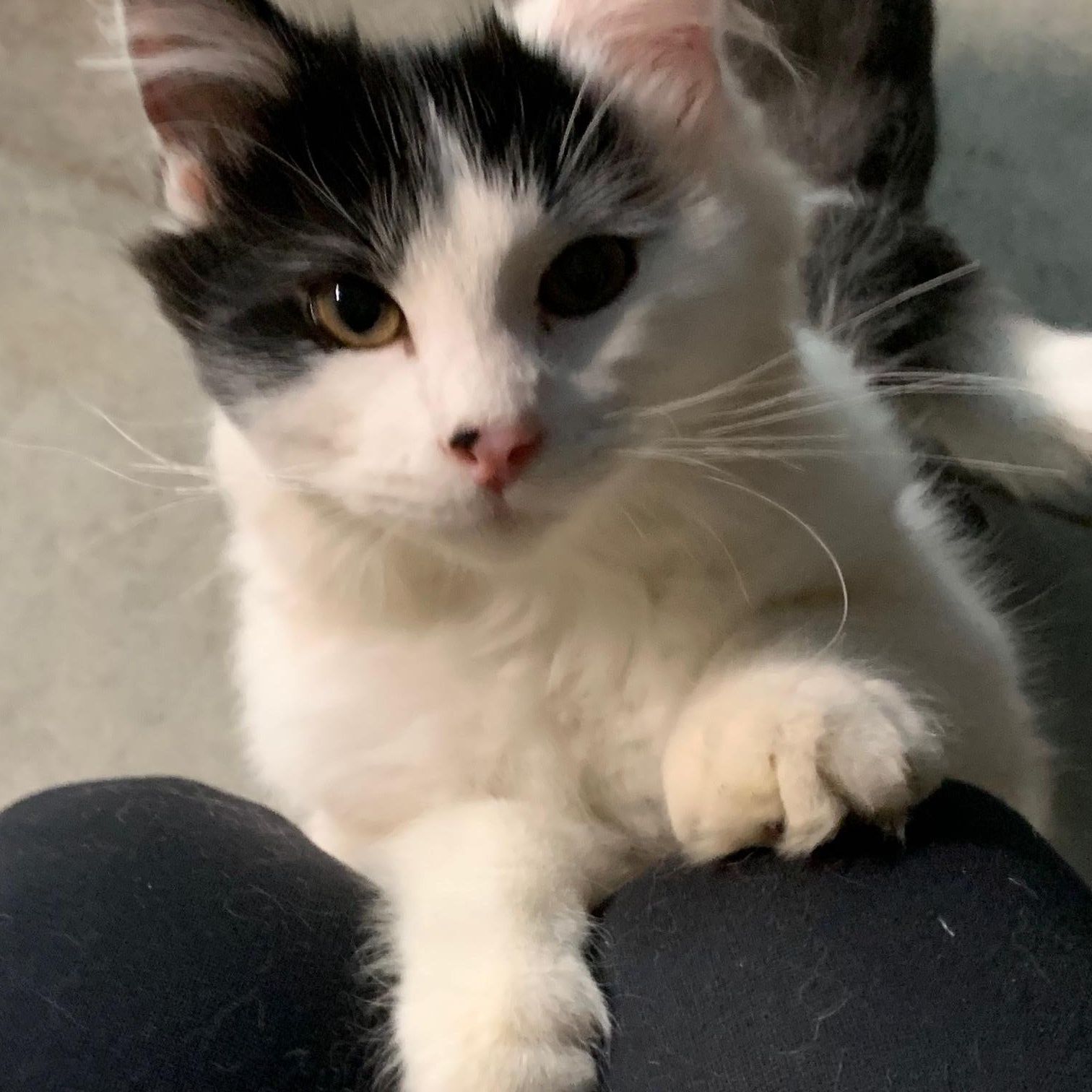 Enlarge Sashay, an adopted Domestic Medium Hair in Stockholm, WI image 6/6