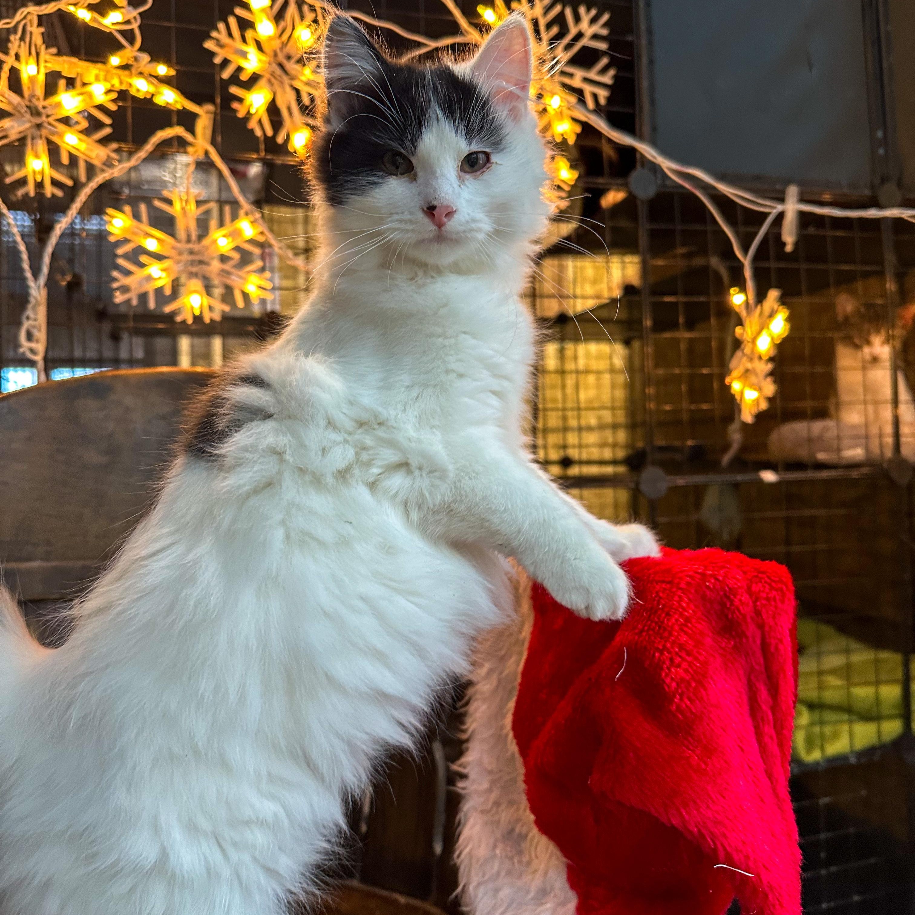 Enlarge Sashay, an adopted Domestic Medium Hair in Stockholm, WI image 1/6