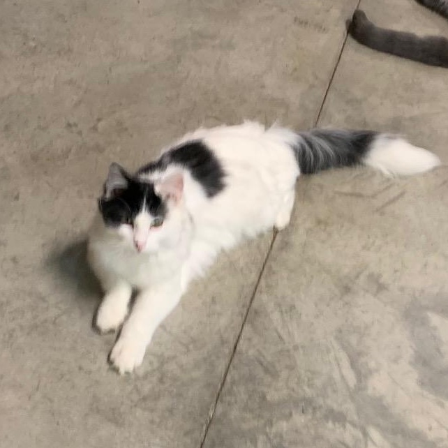 Enlarge Sashay, an adopted Domestic Medium Hair in Stockholm, WI image 3/6