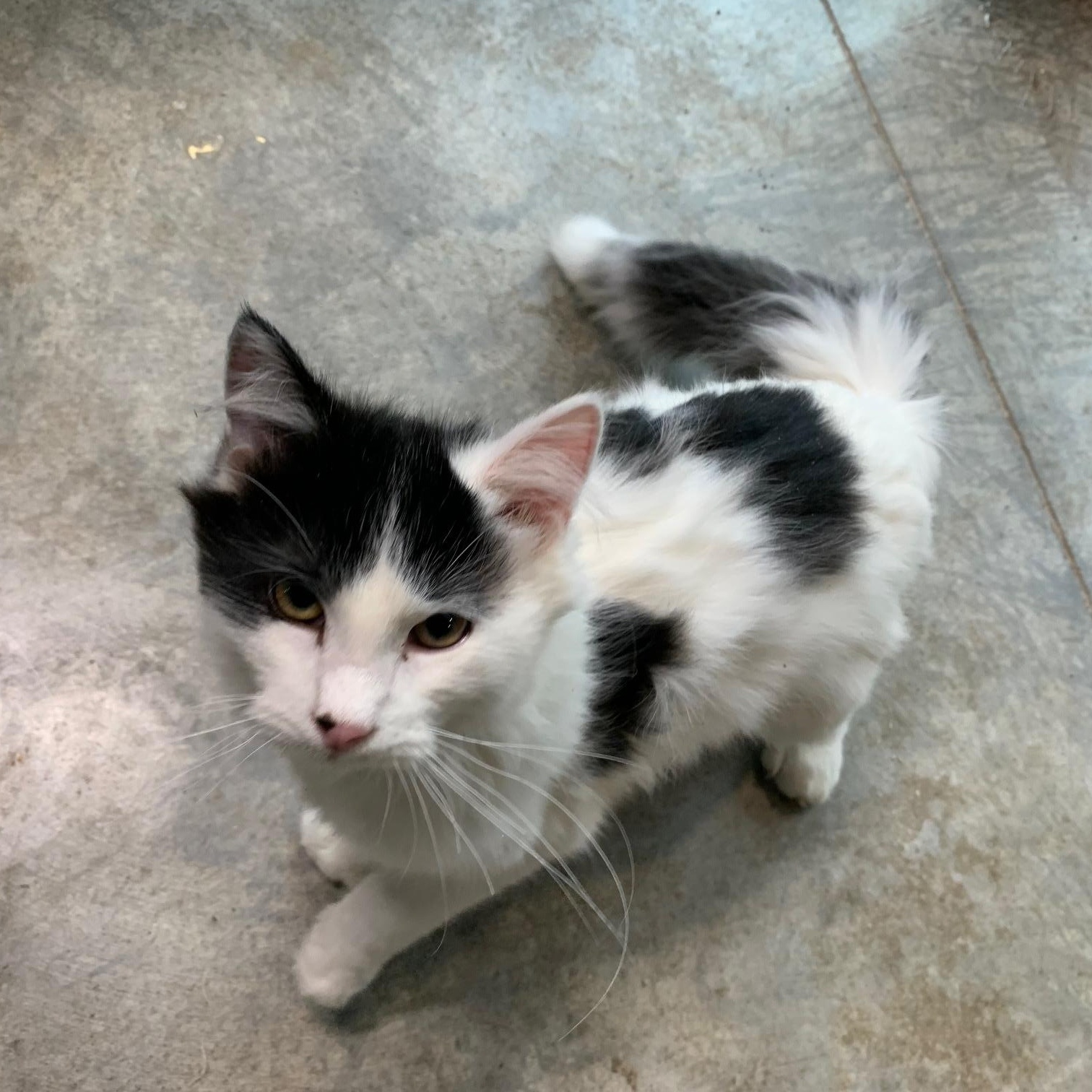 Enlarge Sashay, an adopted Domestic Medium Hair in Stockholm, WI image 5/6