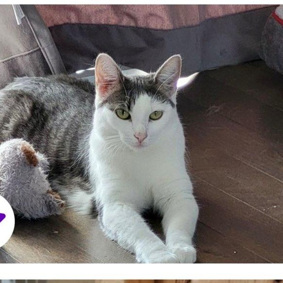 Zula, ADOPTABLE, Adult Male Domestic Short Hair.