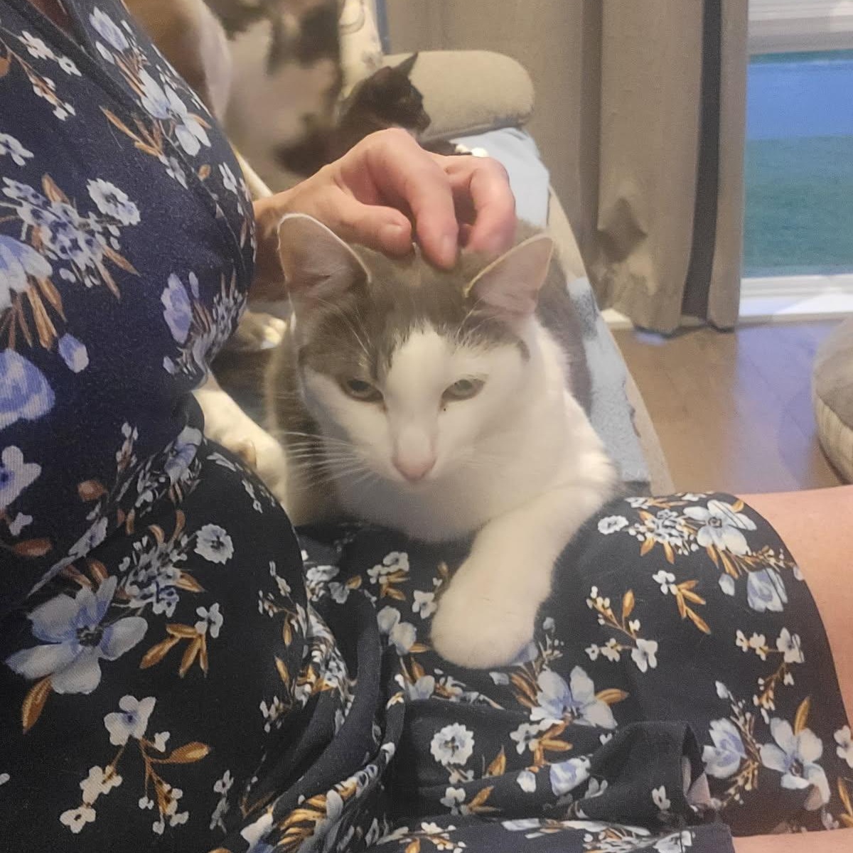 Enlarge Zula, a ADOPTABLE Domestic Short Hair in Montreal, QC image 2/5