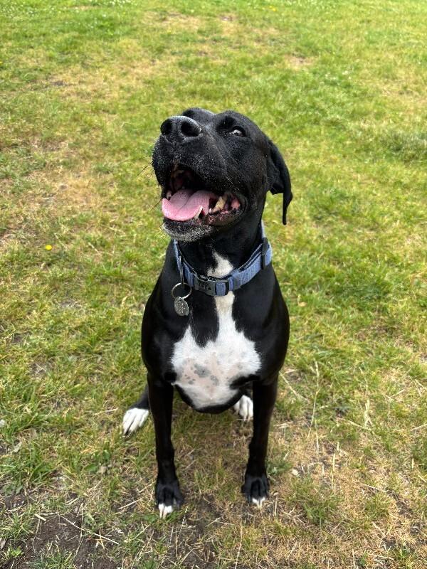 Bailey, Adoptable, Young Female Boxer & German Shorthaired Pointer.