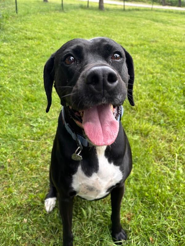 Enlarge Bailey, a Adoptable mixed breed in Cortland, NY image 2/6