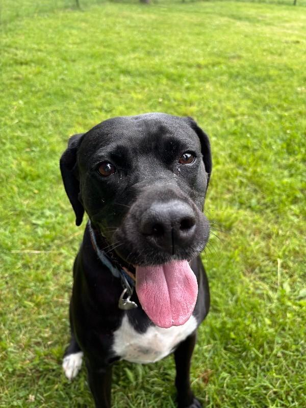 Enlarge Bailey, a Adoptable mixed breed in Cortland, NY image 3/6